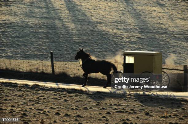 amish horse and buggy - werkdier stockfoto's en -beelden