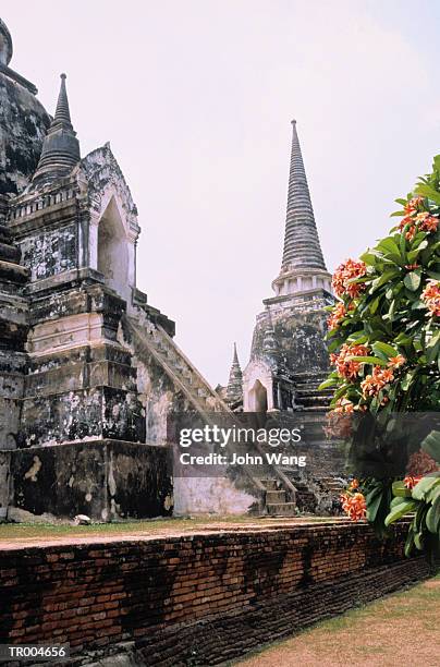 ancient temple and blooming tree - wang he 個照片及圖片檔