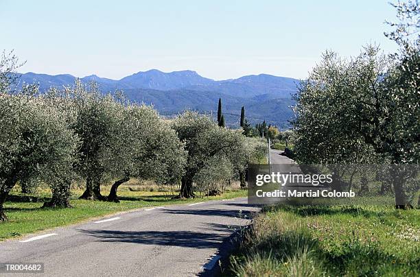 france, var, road through olive grove - france foto e immagini stock