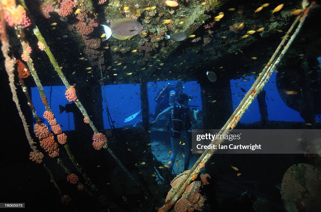 Coral on Shipwreck