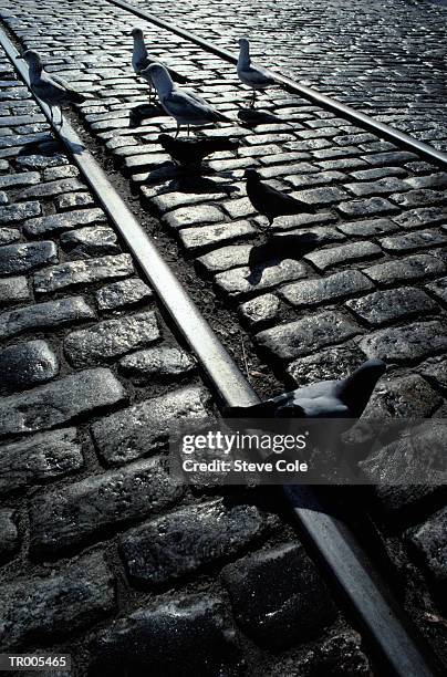 pigeons on railroad tracks - steve stock pictures, royalty-free photos & images