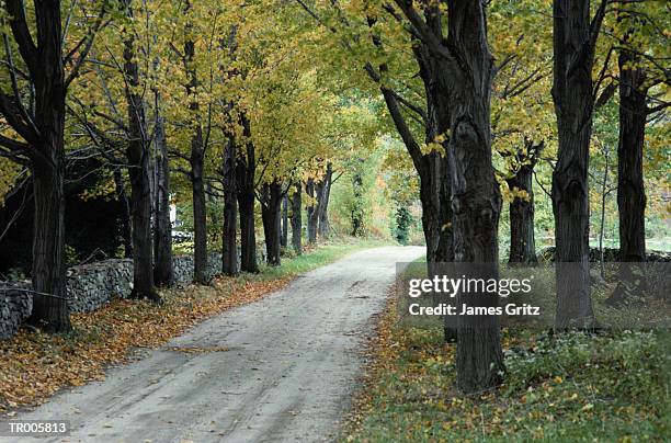 road through woods - kristin kreuk or sierra mccormick or autumn wendel or brenda song or allison munn or emil stock pictures, royalty-free photos & images