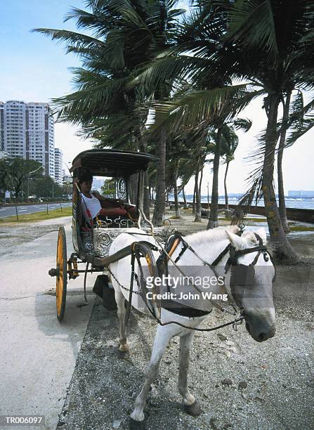 horse drawn carriage - arbetsdjur bildbanksfoton och bilder