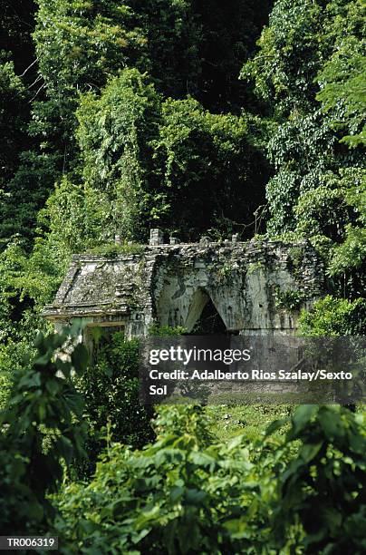 palenque - latin american civilizations stock pictures, royalty-free photos & images