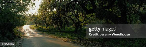 texas hill country road - the cinema society with lands end host a screening of open road films mothers day after party stockfoto's en -beelden