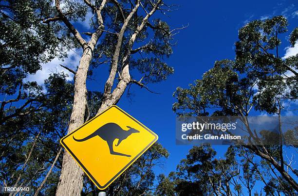 kangaroo crossing - allison stock pictures, royalty-free photos & images