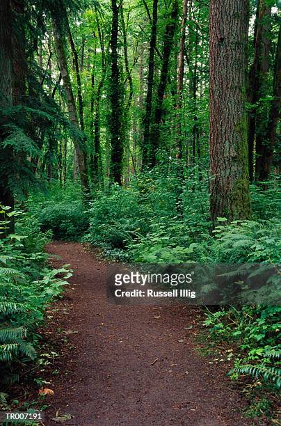 path through lush forest - pinacée photos et images de collection