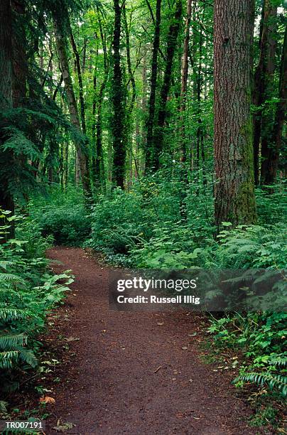 path through lush forest - pinaceae stockfoto's en -beelden