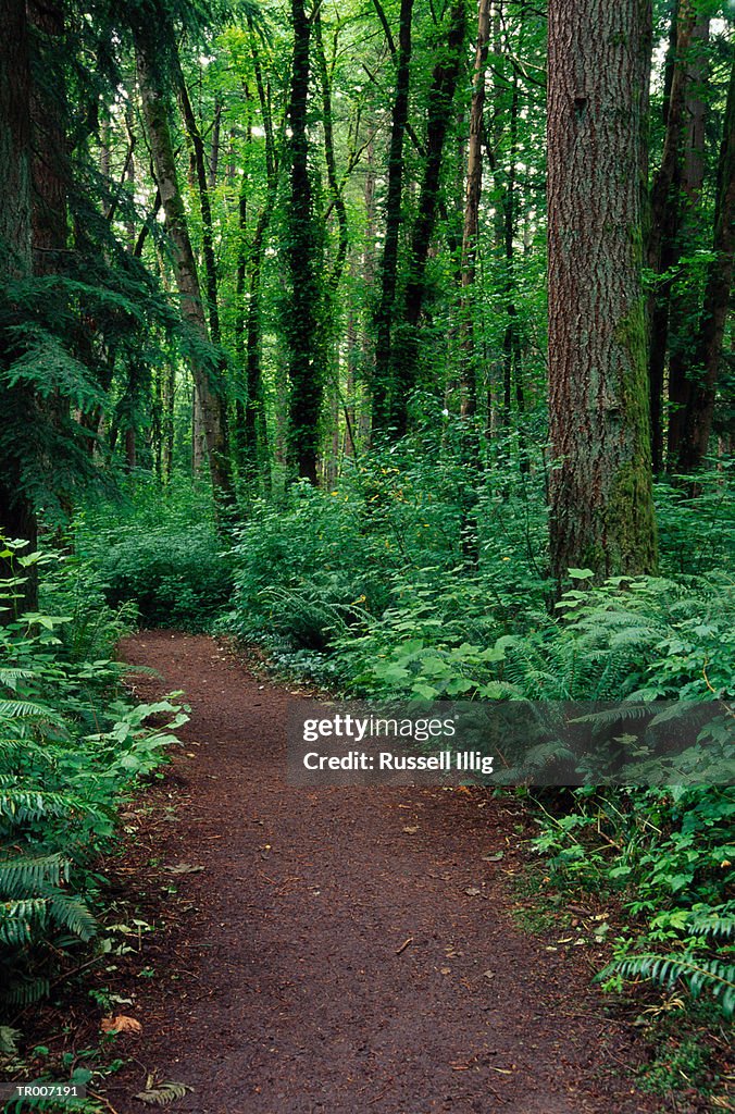 Path Through Lush Forest