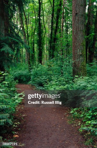 Path Through Lush Forest Path Through Lush Forest