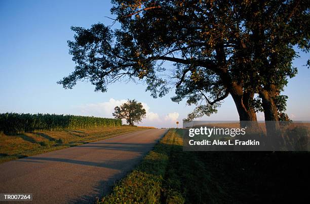 usa, wisconsin, road through cornfields - sawyer_county,_wisconsin stock pictures, royalty-free photos & images