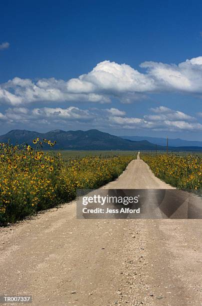 dirt road through sunflowers - temperate flower stock pictures, royalty-free photos & images