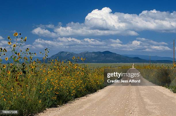 dirt road through sunflowers - temperate flower stock pictures, royalty-free photos & images