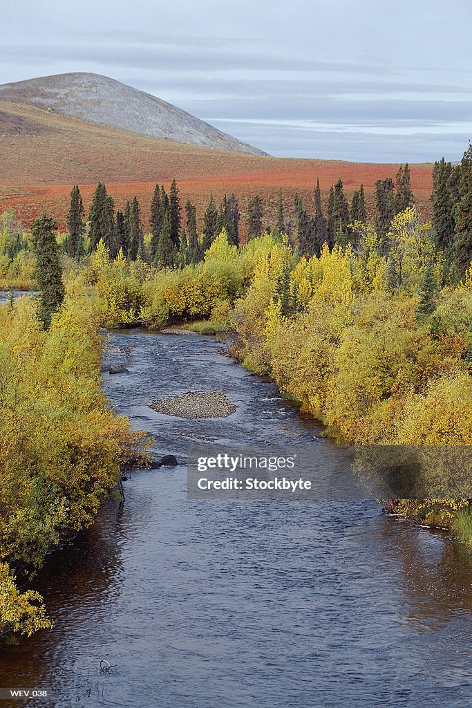 River flowing through forest with hills in distance