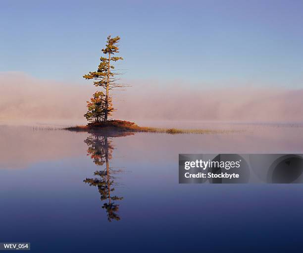 lone tree on small island in lake - pinaceae imagens e fotografias de stock