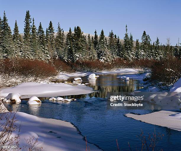 river with snow-covered banks and trees - pinaceae stockfoto's en -beelden