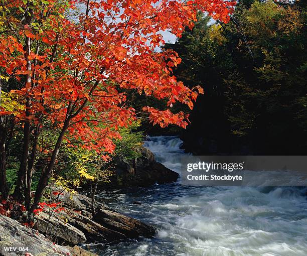 river rapids in autumn - pinaceae stockfoto's en -beelden