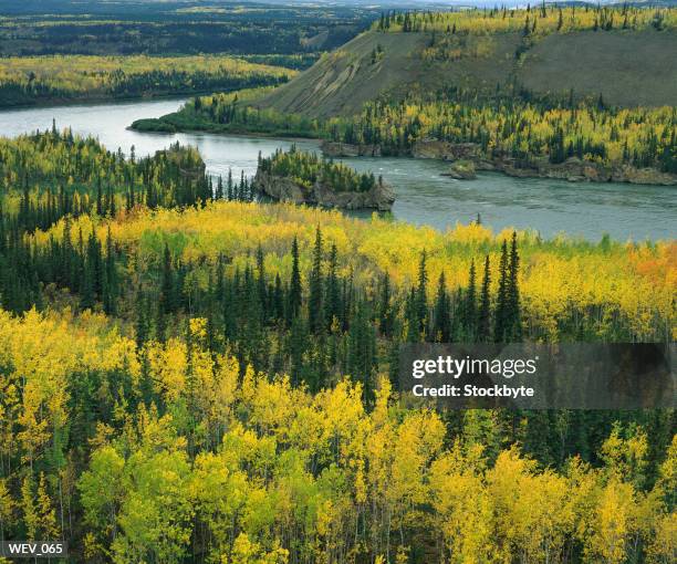 aerial view of river and forest - pinaceae stockfoto's en -beelden