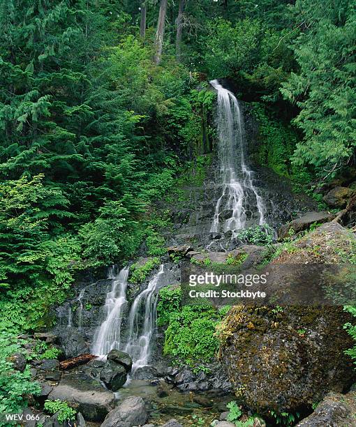 waterfall cascading down hill in forest - 植物の状態 ストックフォトと画像
