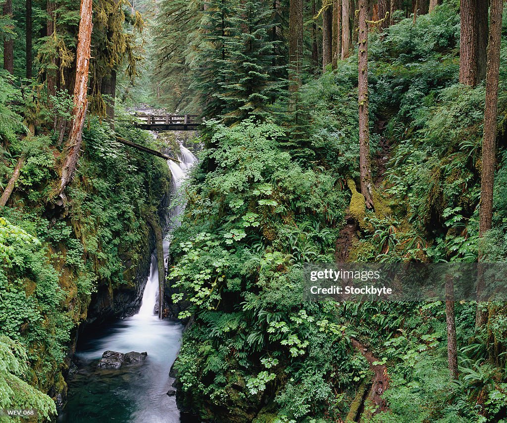 Waterfall in mountain forest