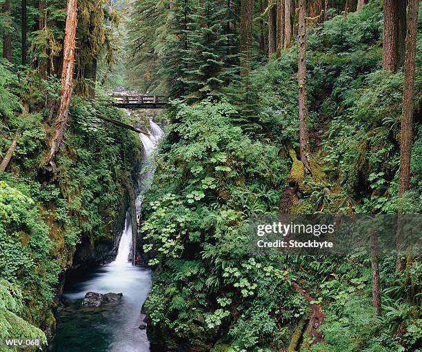 waterfall in mountain forest - valley type stock pictures, royalty-free photos & images