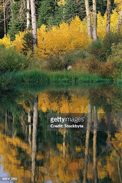 reflection of forest in water, autumn - reflection foto e immagini stock