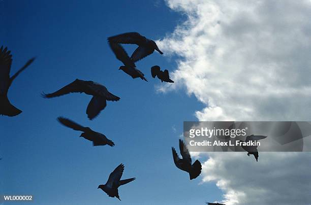 pigeons (columbidae) flying, silhouette, low angle view - animal sport stock pictures, royalty-free photos & images