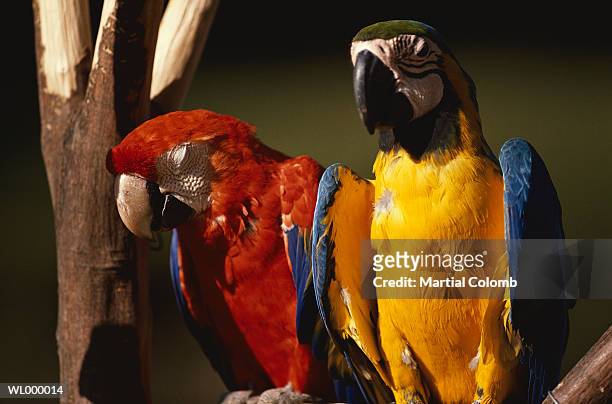two parrots - martial ストックフォトと画像