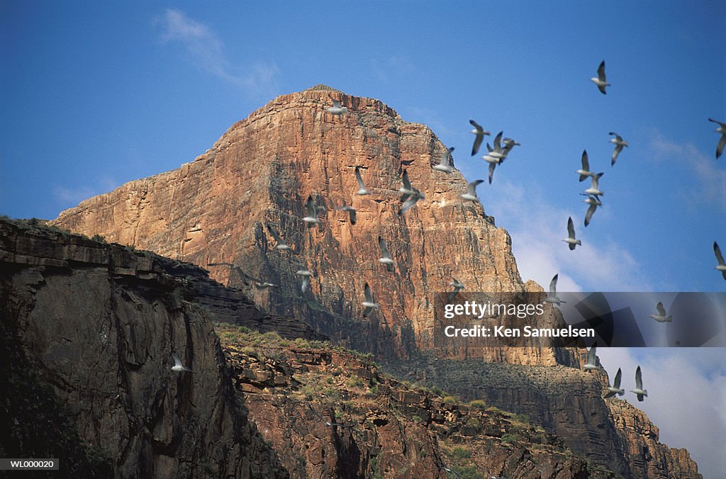 Canyon Gulls
