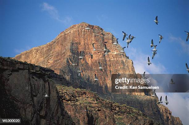 canyon gulls - valley type stock pictures, royalty-free photos & images