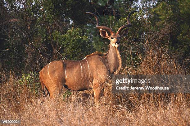male kudu standing - male kudu stock pictures, royalty-free photos & images