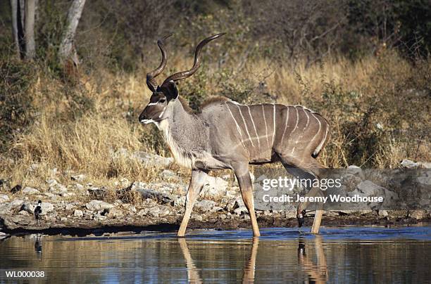 male kudu near water hole - male kudu stock pictures, royalty-free photos & images