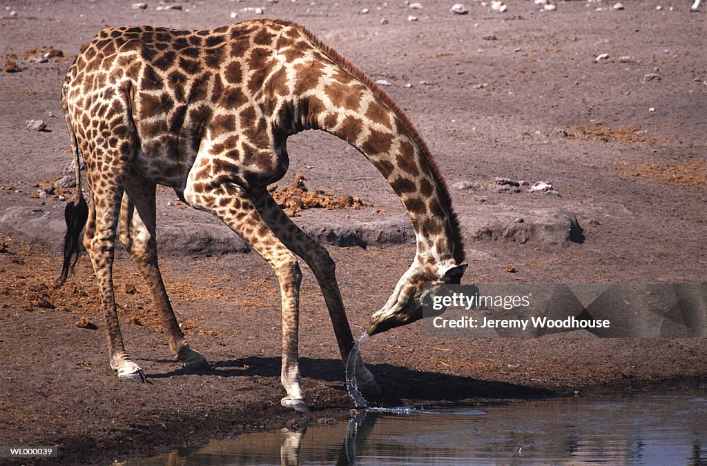 Giraffe Slinging Water