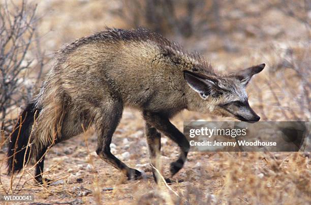 bat-eared fox - bat eared fox stock pictures, royalty-free photos & images