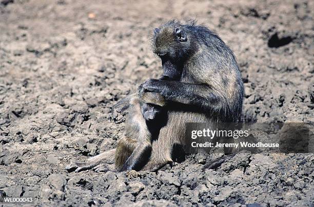 baboon grooming young - chacma baboon 個照片及圖片檔