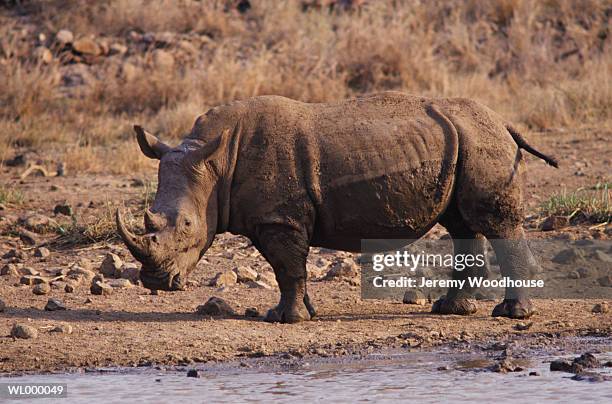 white rhinoceros by water - riserva naturale di mkuze foto e immagini stock