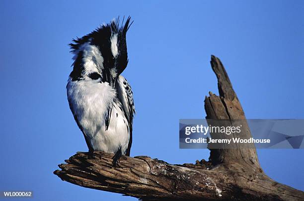 pied kingfisher grooming - pied kingfisher ceryle rudis stock pictures, royalty-free photos & images