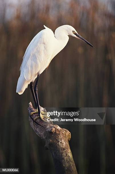 little egret on log in wetland - little egret (egretta garzetta) stock pictures, royalty-free photos & images