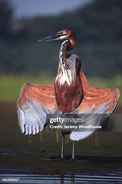 goliath heron - goliath heron stock pictures, royalty-free photos & images