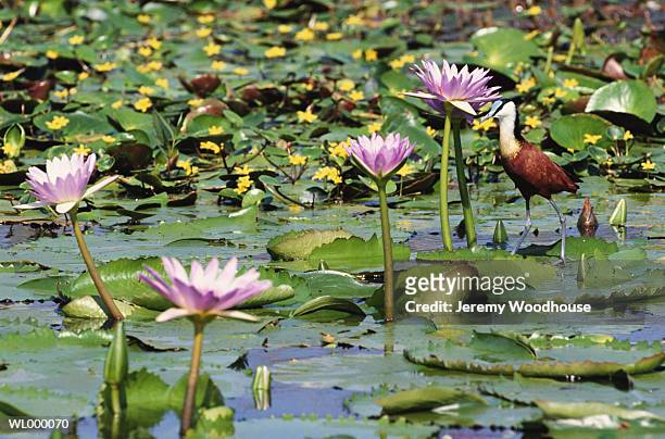 african jacana among lily pads - african lily imagens e fotografias de stock