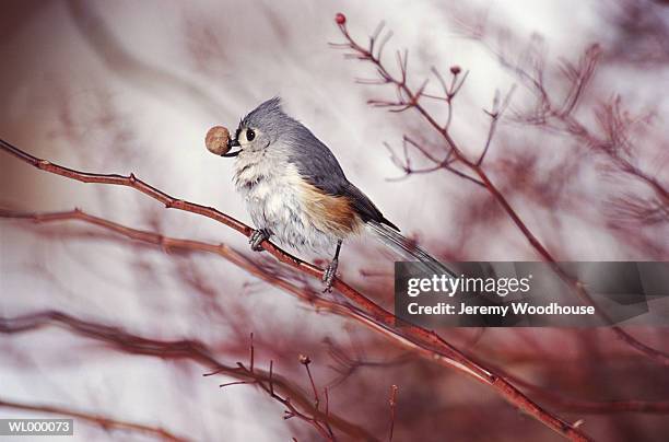 tufted titmouse with acorn - plant stage stock pictures, royalty-free photos & images
