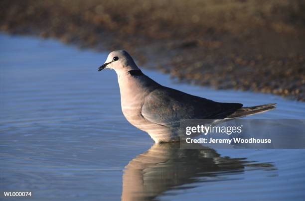 dove in water - dove foto e immagini stock