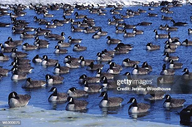 canada geese on a pond - a stock pictures, royalty-free photos & images