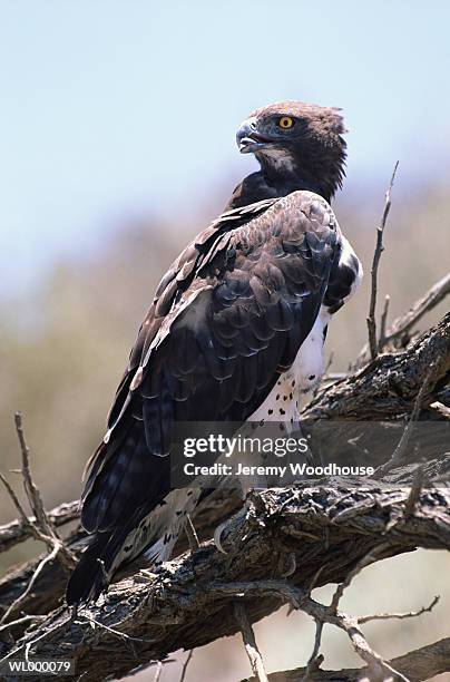 martial eagle - martial stock pictures, royalty-free photos & images