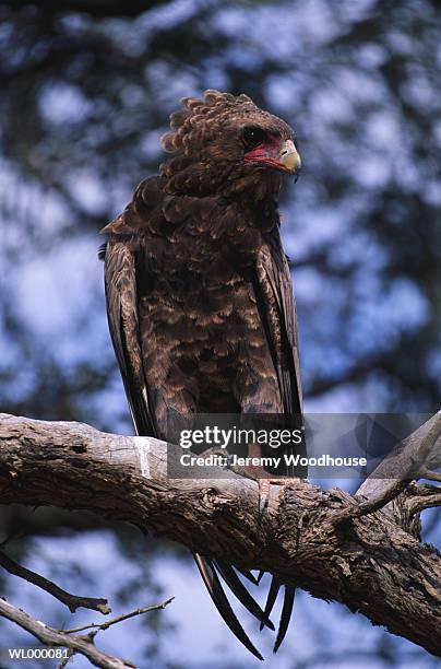 immature bateleur eagle - bateleur eagle stockfoto's en -beelden