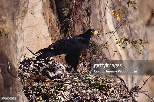 black eagle and chick - black eagle stock pictures, royalty-free photos & images