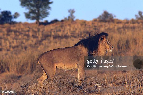 profile view of lion - in profile stock pictures, royalty-free photos & images