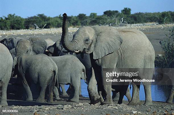 herd of african elephants by water hole - by stock pictures, royalty-free photos & images