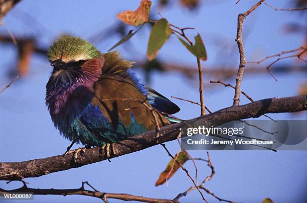 lilac breasted roller in tree - roller fotografías e imágenes de stock