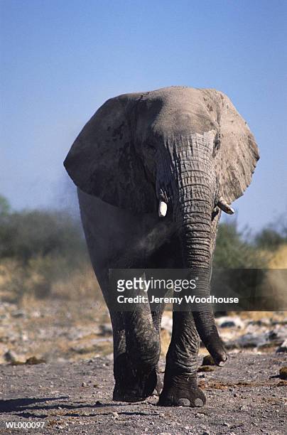 bull african elephant walking - bull stock-fotos und bilder